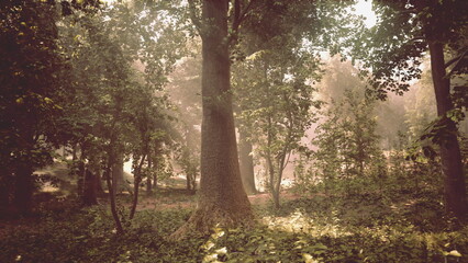 In a serene forest, soft sunlight shines through the leaves, casting gentle shadows on the ground. The tranquility of nature surrounds the tall trees and lush greenery, creating a calm atmosphere.