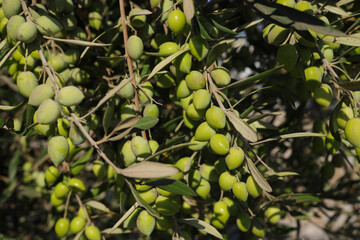 Close-up of green olives on the olive tree.