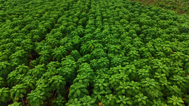 Green cabbage heads grow on an agricultural field, arranged in orderly rows with bright leafy vegetation covering the landscape of cultivated farmland. Plantation of leafy cabbages