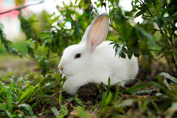 Cute adorable white fluffy rabbit sitting on green grass lawn at backyard. Small sweet bunny walking by meadow in green garden