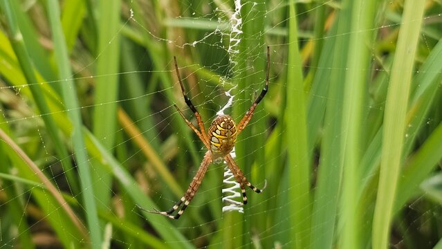 Vibrant Yellow and Black Garden Spider (Argiope sp.) with Zigzag Stabilimentum on Intricate Orb Web - Powered by Adobe