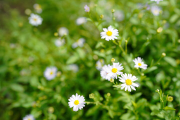 Wild daisy flowers growing on meadow. Meadow with lots of white and pink spring daisy flowers. panoramic spring web banner.