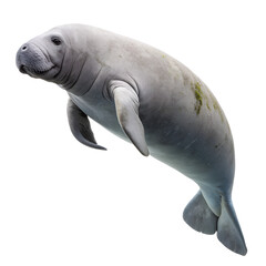 Fototapeta premium A manatee swimming isolated on transparent background