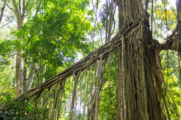Obraz premium Ubud’s Sacred Monkey Forest. Bali Photography in Lush Jungle. Indonesia. 4k Resolution. Balinese Ancient Temple. Sacred Monkey Forest Sanctuary