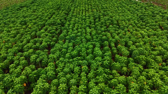 Green cabbage heads grow on an agricultural field, arranged in orderly rows with bright leafy vegetation covering the landscape of cultivated farmland. Plantation of leafy cabbages