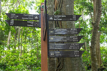 Ubud’s Sacred Monkey Forest. Bali Photography in Lush Jungle. Indonesia. 4k Resolution. Balinese Ancient Temple. Sacred Monkey Forest Sanctuary