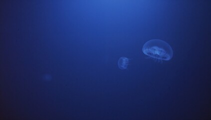 Floating two moon jellyfish drifting in aquarium water with glowing ripples, copy space