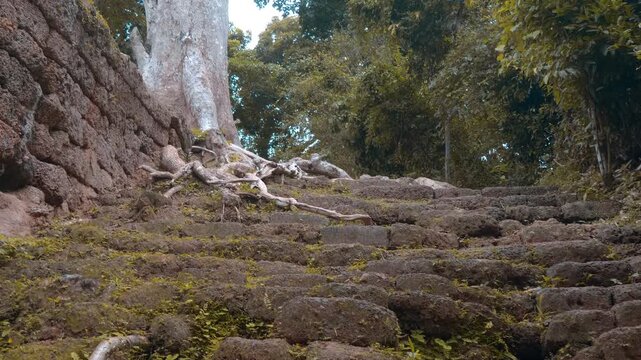 Silk-cotton tree (Ceiba pentandra, known locally as spung) spread its intertwining roots over the wall and steps of the Victory Gates of Angkor Wat complex in Siem Reap, Cambodia. Shot in motion