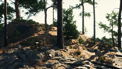 A beautiful forest scene shows tall trees standing guard over a rocky terrain. Sunlight filters through the leaves, creating a calm and peaceful atmosphere for nature lovers to enjoy.