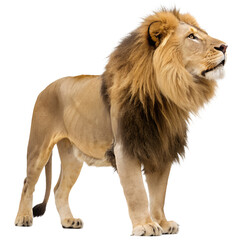 Fototapeta premium Majestic male lion standing proudly isolated on transparent background