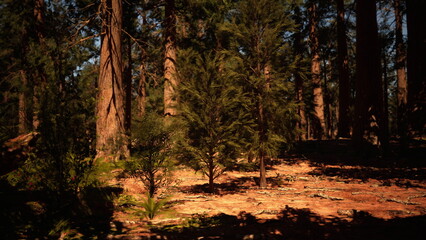 Obraz premium Sunlight filters through tall trees in a peaceful forest scene. The forest floor is adorned with rich brown earth and scattered shrubs, creating a tranquil atmosphere for nature lovers.