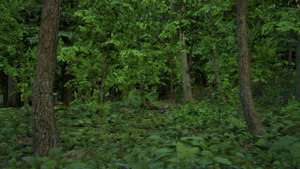 Sunlight filters through tall trees, illuminating the vibrant green foliage in a peaceful forest. The ground is covered with thick plants, creating a tranquil and inviting atmosphere.