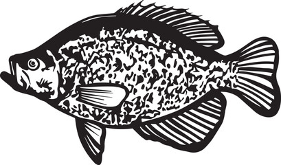 Crappie Hand drawn vector illustration. Black and white graphics on a white background