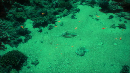 Amidst the blue depths, a stingray glides gracefully over a sandy ocean floor, surrounded by vibrant fish and coral formations, showcasing the beauty of underwater life.