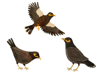 Obraz premium Beautiful myna birds, hand drawn digital illustration on white background. Vibrant exotic wildlife illustration, perfect for nature posters, prints, and educational or travel design projects.