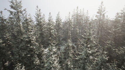 Tall evergreen trees blanketed in fresh snow create a peaceful winter scene. Soft sunlight filters through the branches, enhancing the serene atmosphere of the early morning.