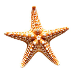 Orange starfish with white spines isolated on transparent background