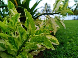 green leaves in a garden