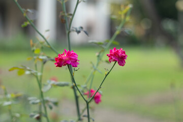 pink rose  flowers in the garden
