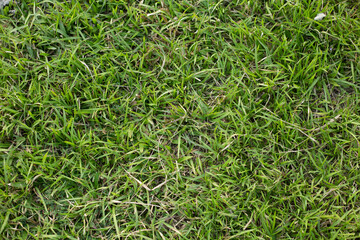 green grass background