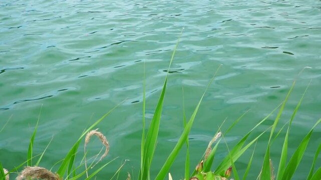 Italy, Pozzuoli, Lake Averno - leafs in the wind on the shore of the lake averno