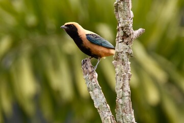 Burnished-buff Tanager