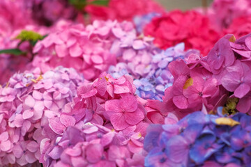 Hydrangea blooming. Blue, purple and pink heads of hydrangea flower petals. Beautiful Garden. Landscaping trend. Shrubbery blooms in the backyard. Scenic of nice landscaped. Green home design. Closeup