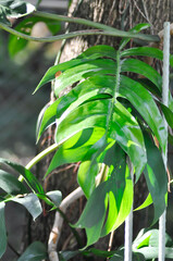 Mini Monstera, Monstera deliciosa Liebm or Philodendron ginny or Rhaphidophora terrasperma or monstera