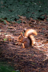 Red european squirrel sitting in sunlight eating in forest