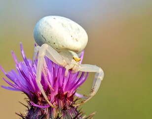 Close-up of a white crab spider perched on a vibrant purple flower