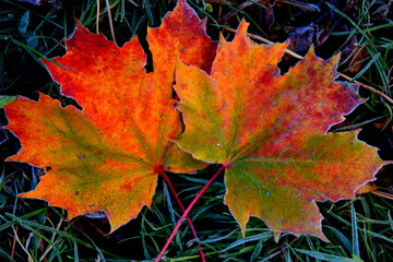 Frosted maple leaves in autumn, Sainte-Apolline, Québec, Canada