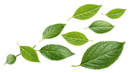 Naklejka premium Green leaves fly with a gust of wind cut out on PNG. AI GENERATED.