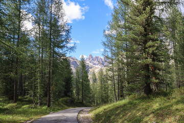 Road in the forest  - Hiking to Refugio Cinque Torri