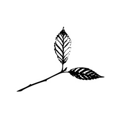 Leaf illustration flourishes in botanical study