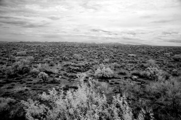 Sonora Desert Arizona in Infrared