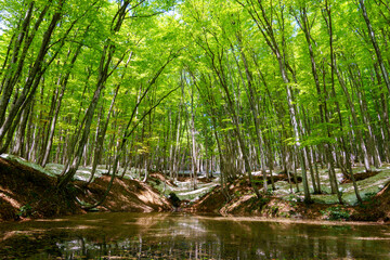 Fototapeta premium 250430十日町市松之山美人林