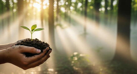 Eco Balance &ndash; Hands Holding Soil and Young Plant in Forest Mist