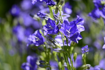 Closeup Campanula persicifolia also known peach-leaved bellflower with blurred background in summer garden