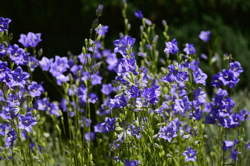 Closeup Campanula persicifolia also known peach-leaved bellflower with blurred background in summer garden