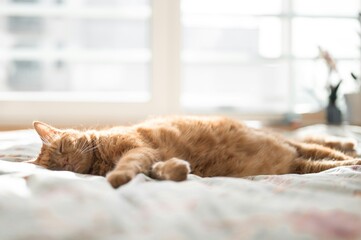 cat sleeping on the bed