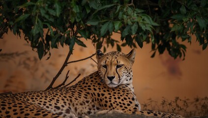 Lying slender spotted cheetah resting on flat stone under leafy branches, savannah backdrop