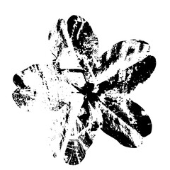 Flower blooms dramatically in texture