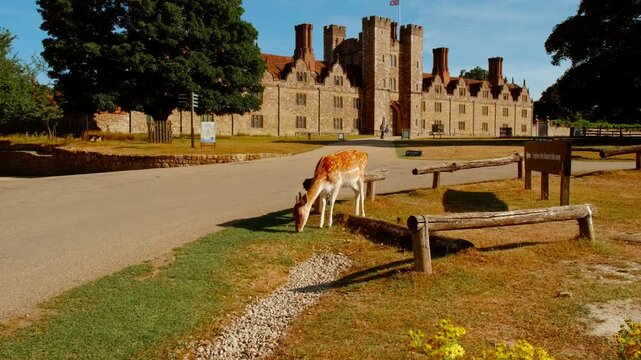 Fallow deer grazing opposite Knole country house and former archbishops palace, Sevenoaks, Kent, England, UK, grazing on parkland near the estate