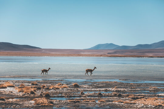 landscape with a couple of vicunas walking in the water of laguna salada in bolivia
