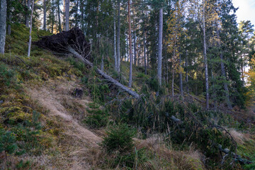 Tree felled fell in the forest after the storm hurricane. Strong wind broke and dropped the pine tree along with their roots.