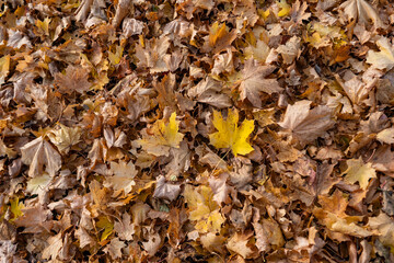 Maple leaves in fall season. Golden yellow maple leaves texture. Autumn orange colors foliage. Texture pattern of autumn golden colorful foliage. 
