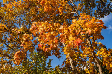 Maple tree in fall season. Golden yellow maple leaves. Autumn foliage on blue sky background. Texture pattern of autumn golden colorful foliage. 