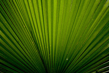 The green palm leaf background is dominated by the parallel lines of the leaf folds or veins radiating outwards from the bottom center, creating a strong sense of texture and pattern