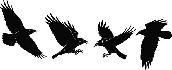 Flying raven silhouette set, black crow in motion, dynamic wing pose, feather detail, isolated vector, white background illustration