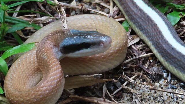close up of a black snake